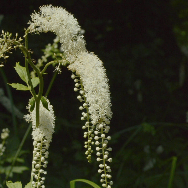 Black Cohosh