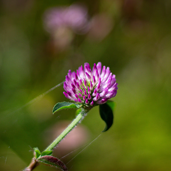 Red Clover